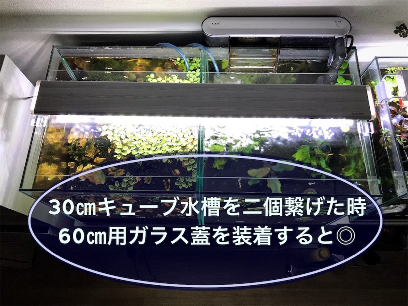30cm水槽を二個並べた時のガラス蓋を60cm用ガラス蓋で装着してみた！ - たなごGo！