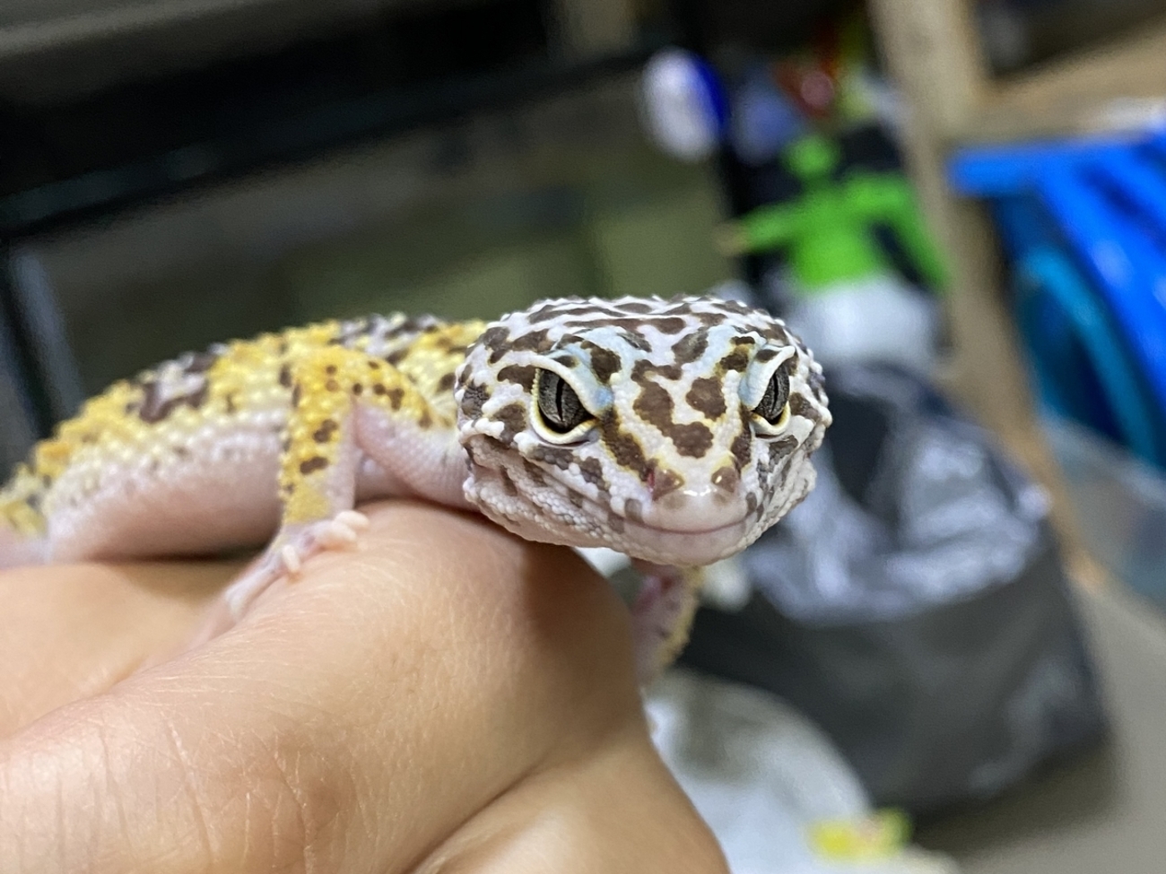 ヒョウモントカゲモドキ バングル ブロンズカラー アクセサリーセレクトショップ gondoa 公式通販 | obenthueri