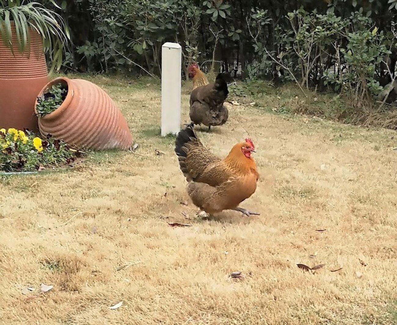 近所で見かけた美しいニワトリ達、中国開封市のペットの鶏ちゃんの運命 