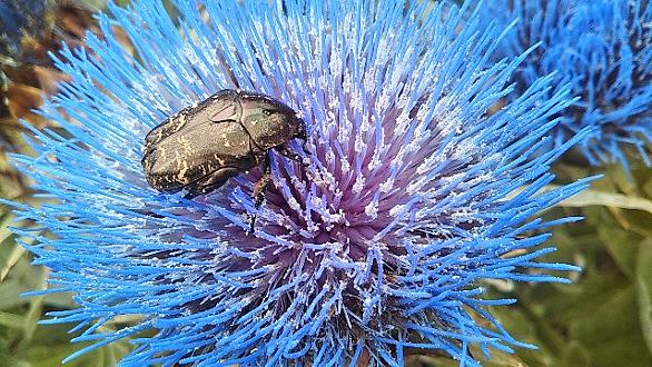 マリアアザミとは 動植物の人気 最新記事を集めました はてな マリアアザミとは 動植物の人気 最新記事を集めました はてな