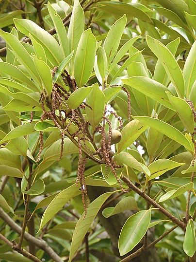 マテバシイとは 動植物の人気 最新記事を集めました はてな