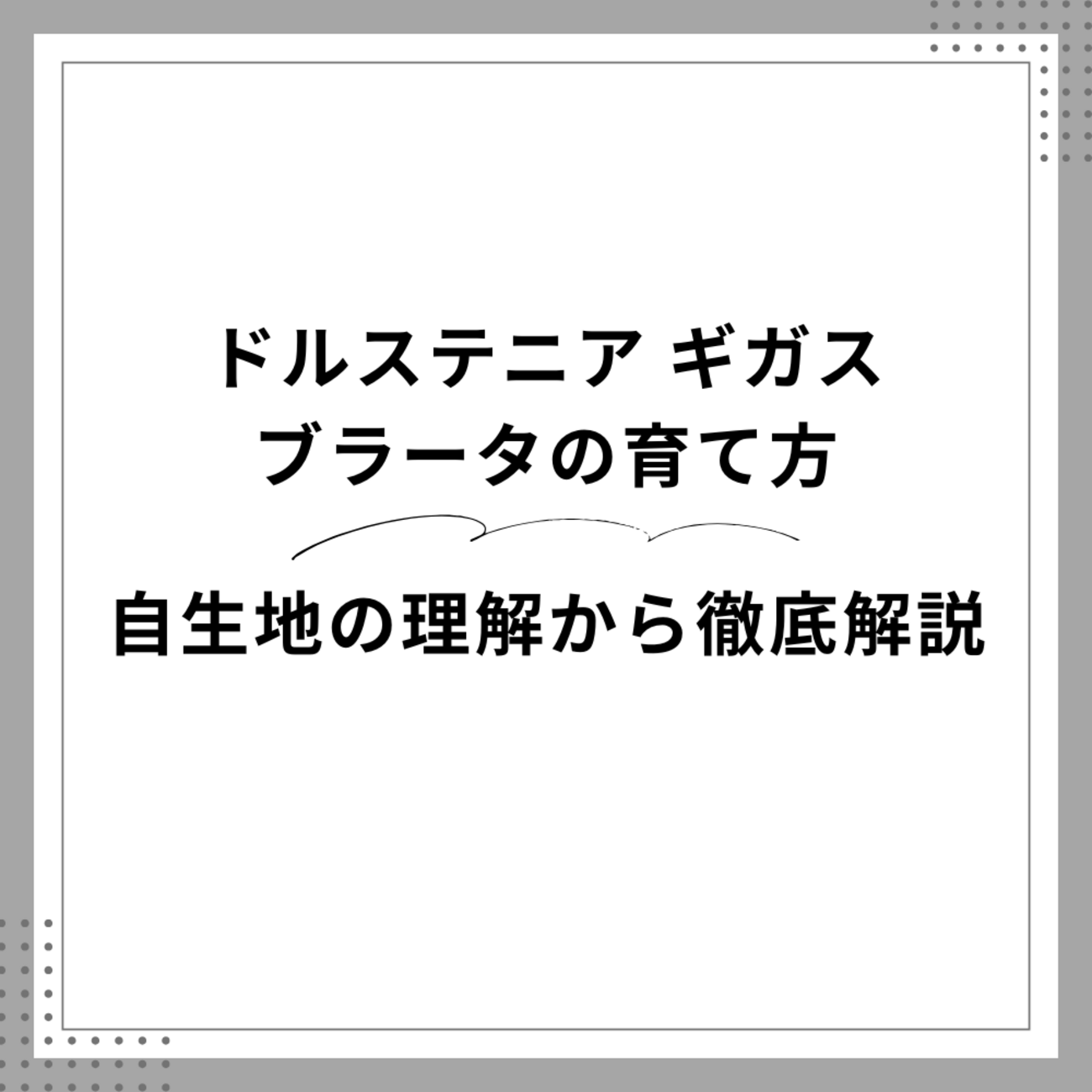完全版】ドルステニア・ギガス・ブラータの育て方｜自生地の理解から
