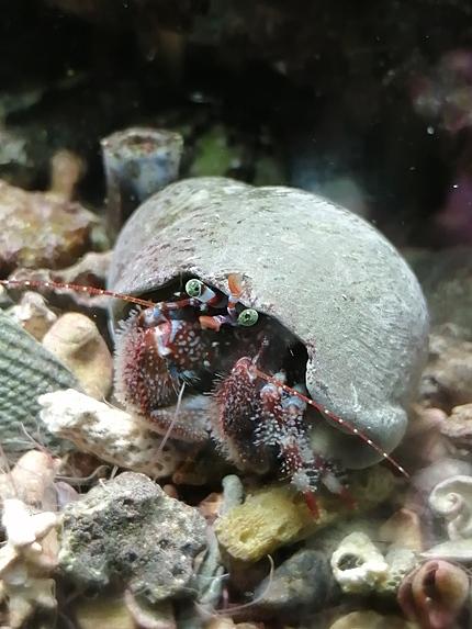 ヤマトホンヤドカリとは 動植物の人気 最新記事を集めました はてな