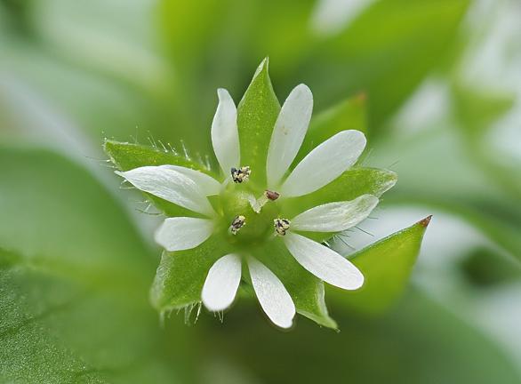 ハコベとは 動植物の人気 最新記事を集めました はてな
