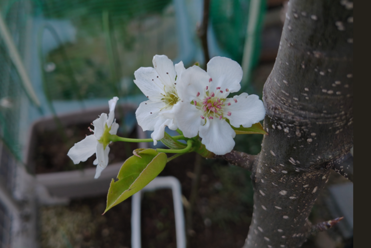 【梨のお花＊梨のつぼみの枝＊切り花】真っ白い可憐な可愛いお花＊里山育ち＊自然農法 今、梨の木にたくさんのツボミが🌸 少しずつ開花し始めています