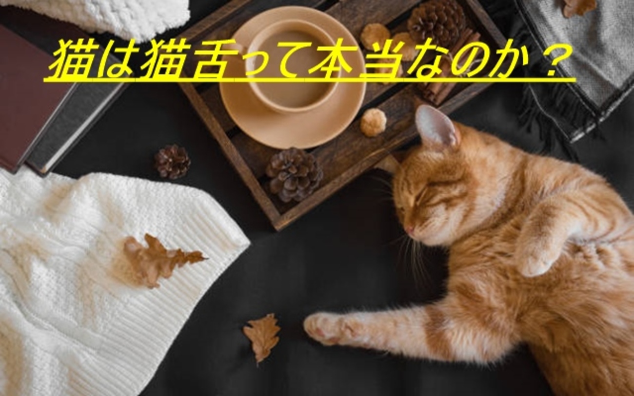 猫舌の人は熱いものが苦手な理由は?原因と治し方! - もりもりの雑学
