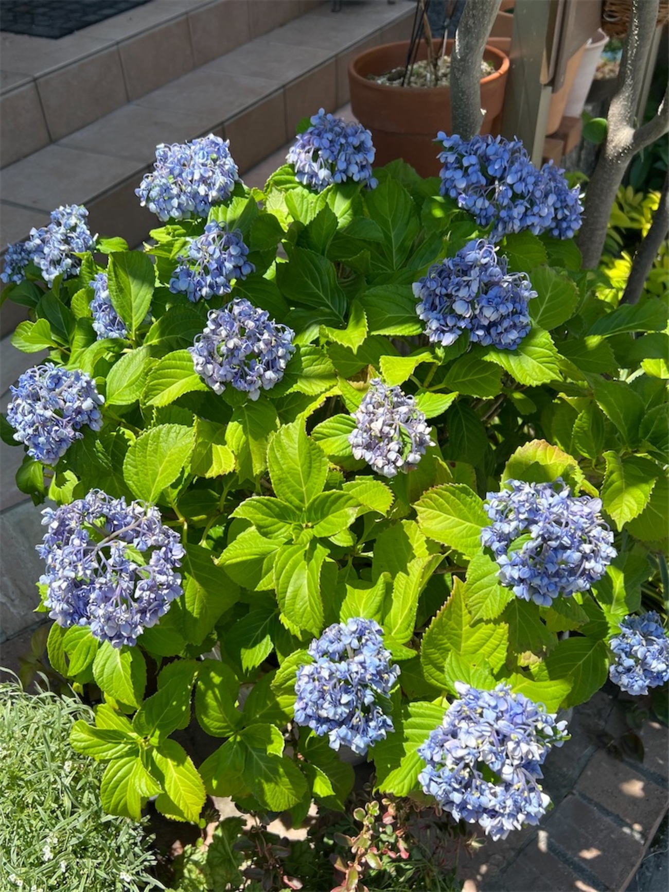 紫陽花が１日で焦げた昨日 - 雑木とクレマチスの小さな庭