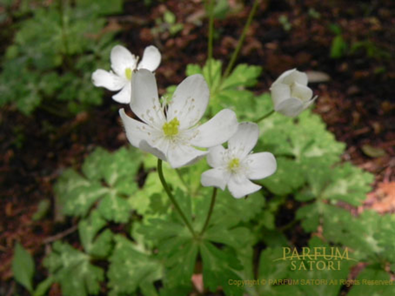 木版画『二輪草』 ニリンソウ