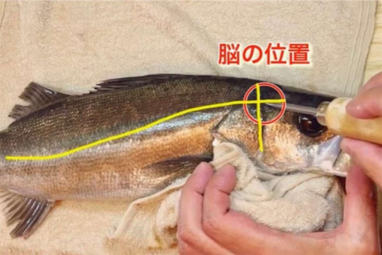スズキ 締め 方