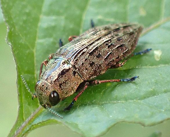 タマムシとは 動植物の人気 最新記事を集めました はてな タマムシとは 動植物の人気 最新記事を集めました はてな