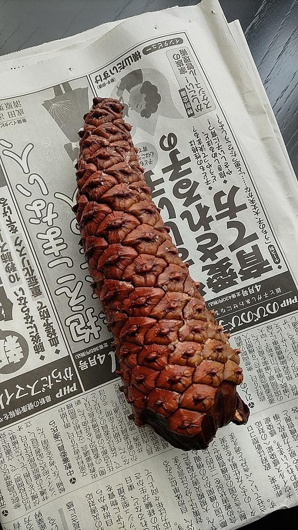 松ぼっくりとは 動植物の人気 最新記事を集めました はてな 松ぼっくりとは 動植物の人気 最新記事を集めました はてな