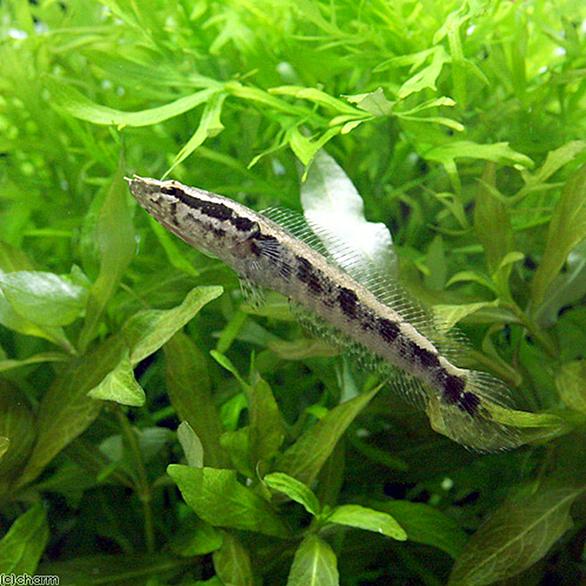 ポリプテルスとは 動植物の人気 最新記事を集めました はてな