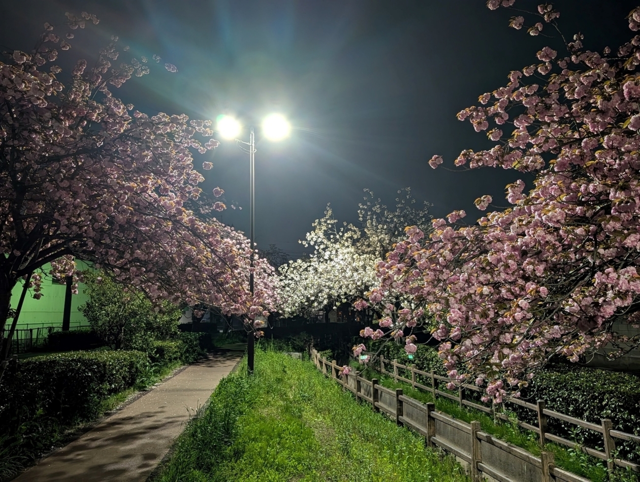 微かに煌めく桜の地紋に八重桜と藤の花々も艶っぽく華やかな7歳七五三向け祝い着 長く楽しめた2025年春の桜 - U-runner's View
