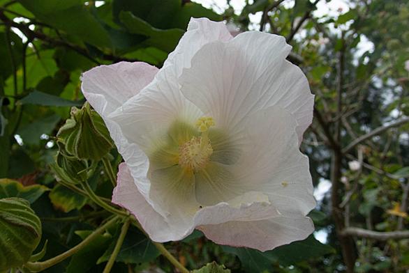 アオイ科とは 動植物の人気 最新記事を集めました はてな