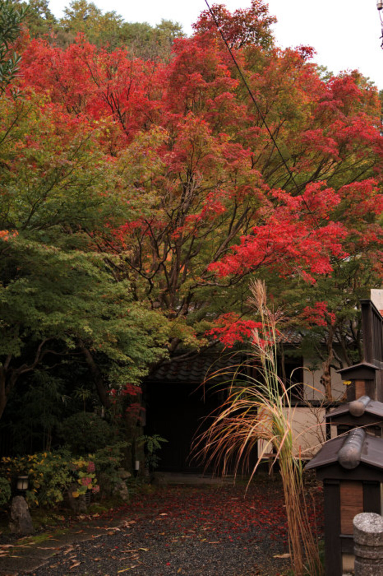 高雄の紅葉 2024年 秋 - 京都をゆく。