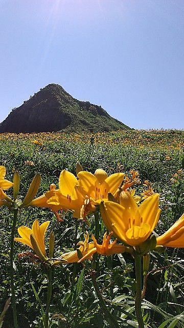 トビシマカンゾウとは 動植物の人気 最新記事を集めました はてな