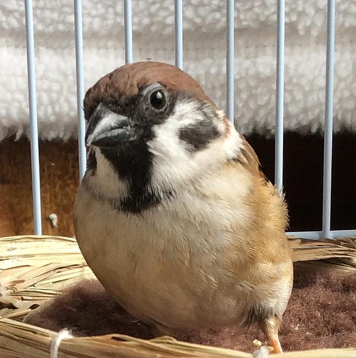 僕はスズメ 人と暮らしています