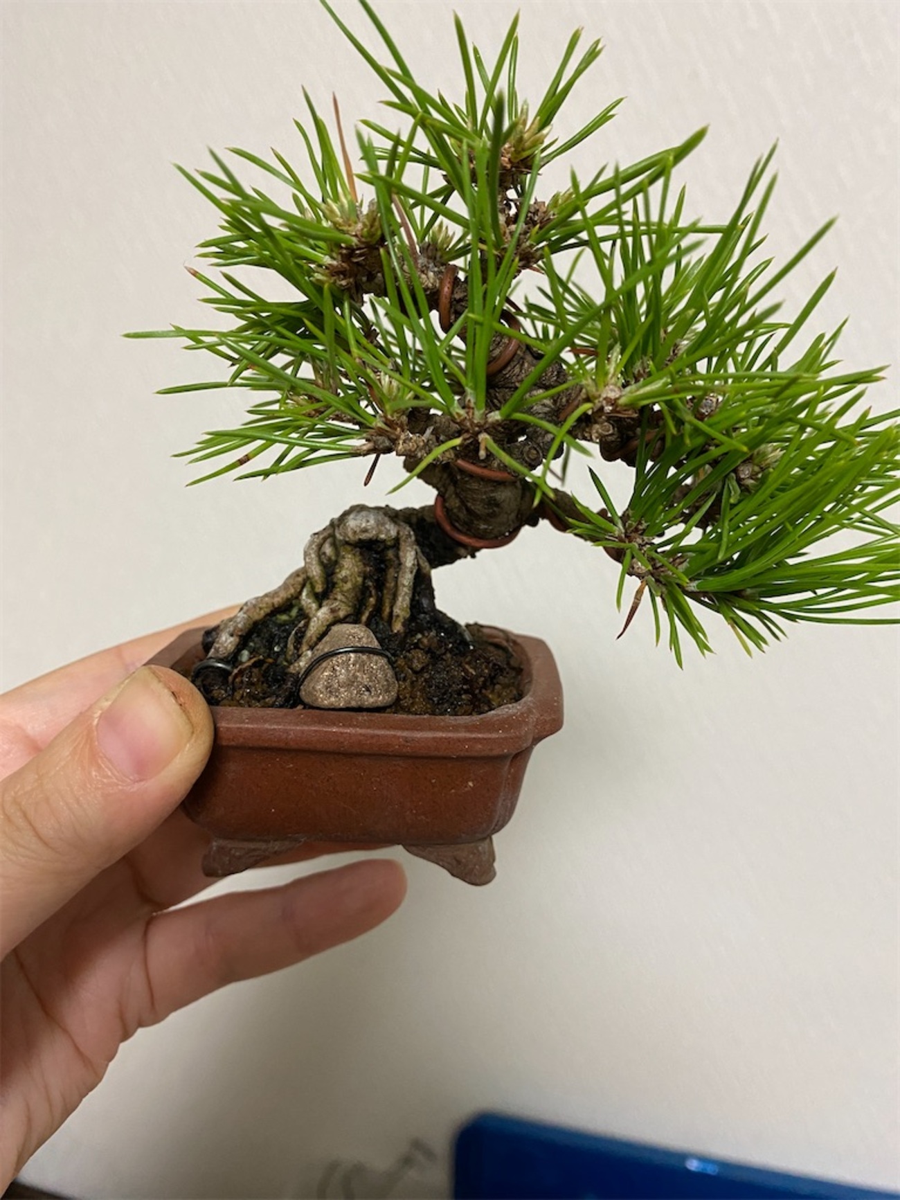 backend=imagemagick;version=1;