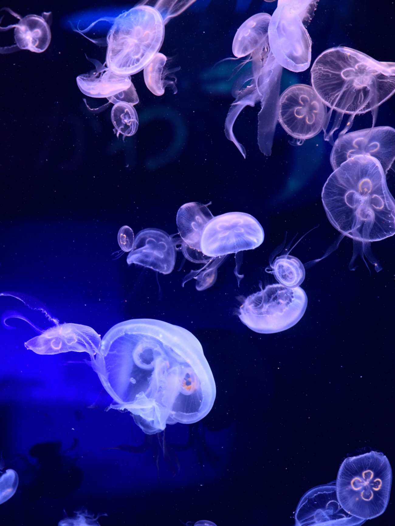 水族館 海月 - 無二の一筆 | ロードバイクとテニスの実体験レビュー