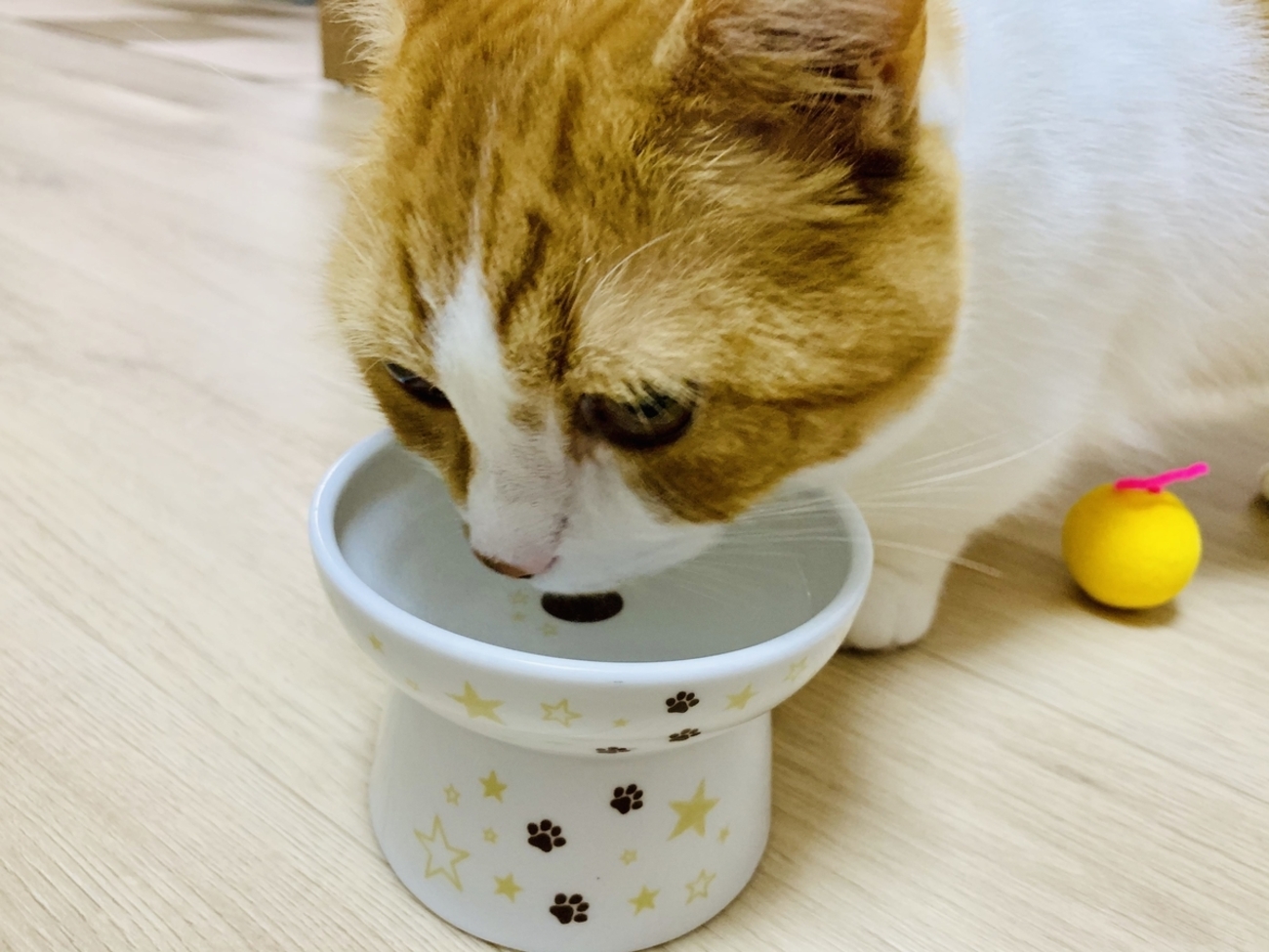 さようなら猫壱フードボウル…猫がいる家で食器が割れたときの対処法 
