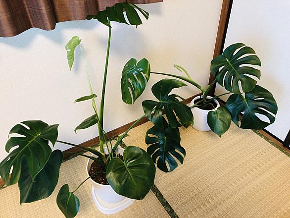 モンステラとは 動植物の人気 最新記事を集めました はてな