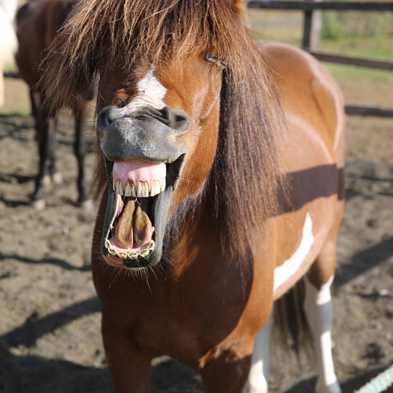 馬に適した鞍の選び方 - horseの日記