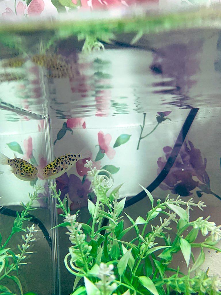 ミドリフグの飼い方ブログ