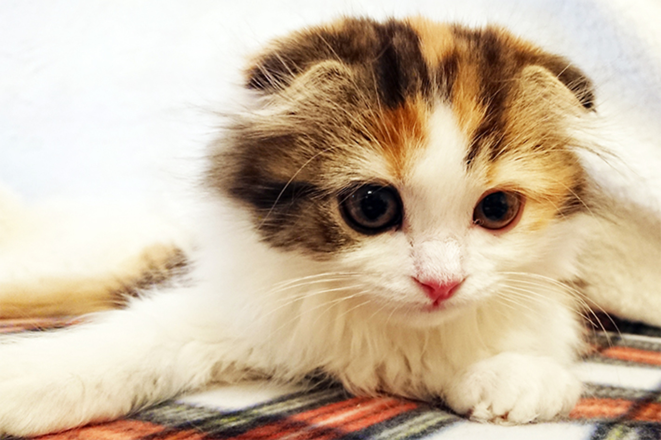 猫をスマホでかわいく撮れる！ 猫写真家が教える撮影テクニック） - IT  