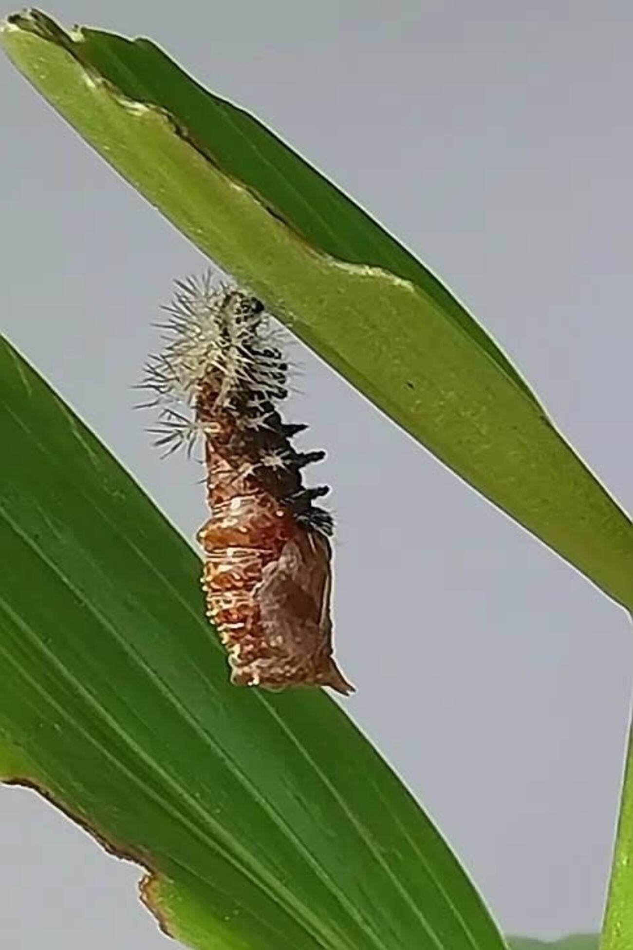 ルリタテハの幼虫が蛹になりました！【蛹化の瞬間を載せます】 - YUの昆虫観察