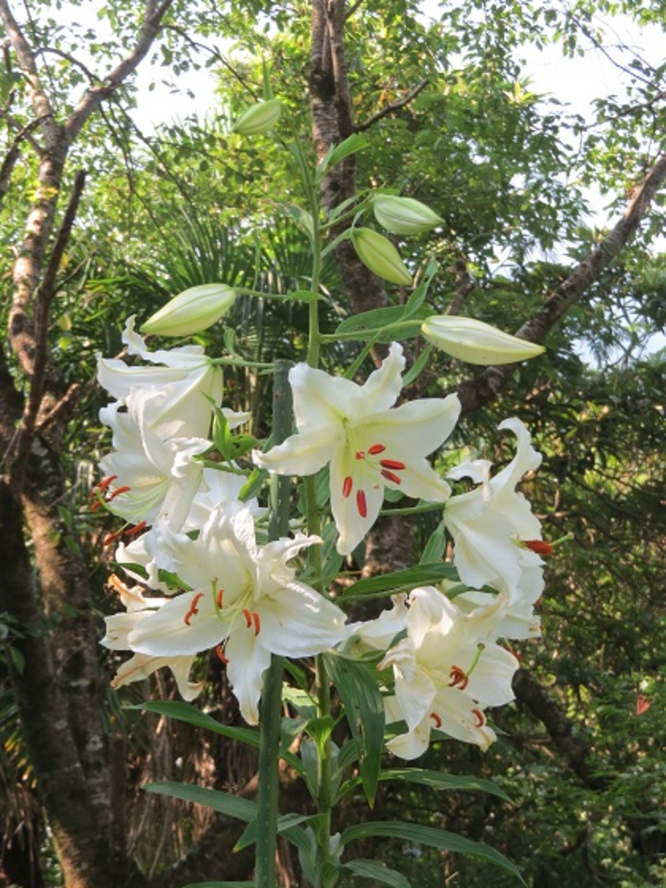カサブランカ - ふらここの花畑