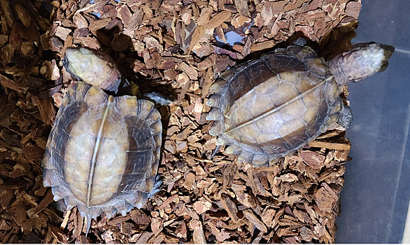 セマルハコガメとは 動植物の人気 最新記事を集めました はてな セマルハコガメとは 動植物の人気 最新記事を集めました はてな