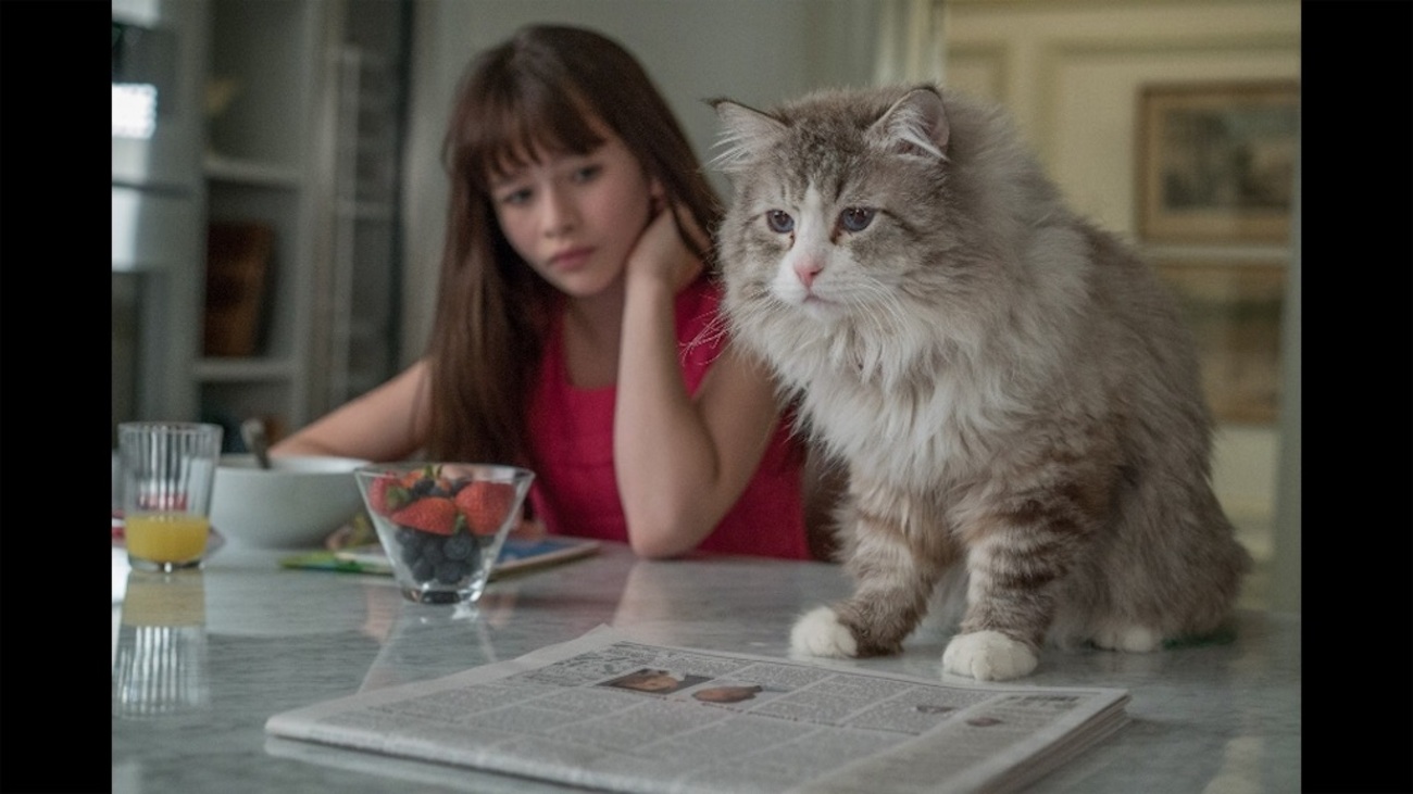 backend=imagemagick;version=1;