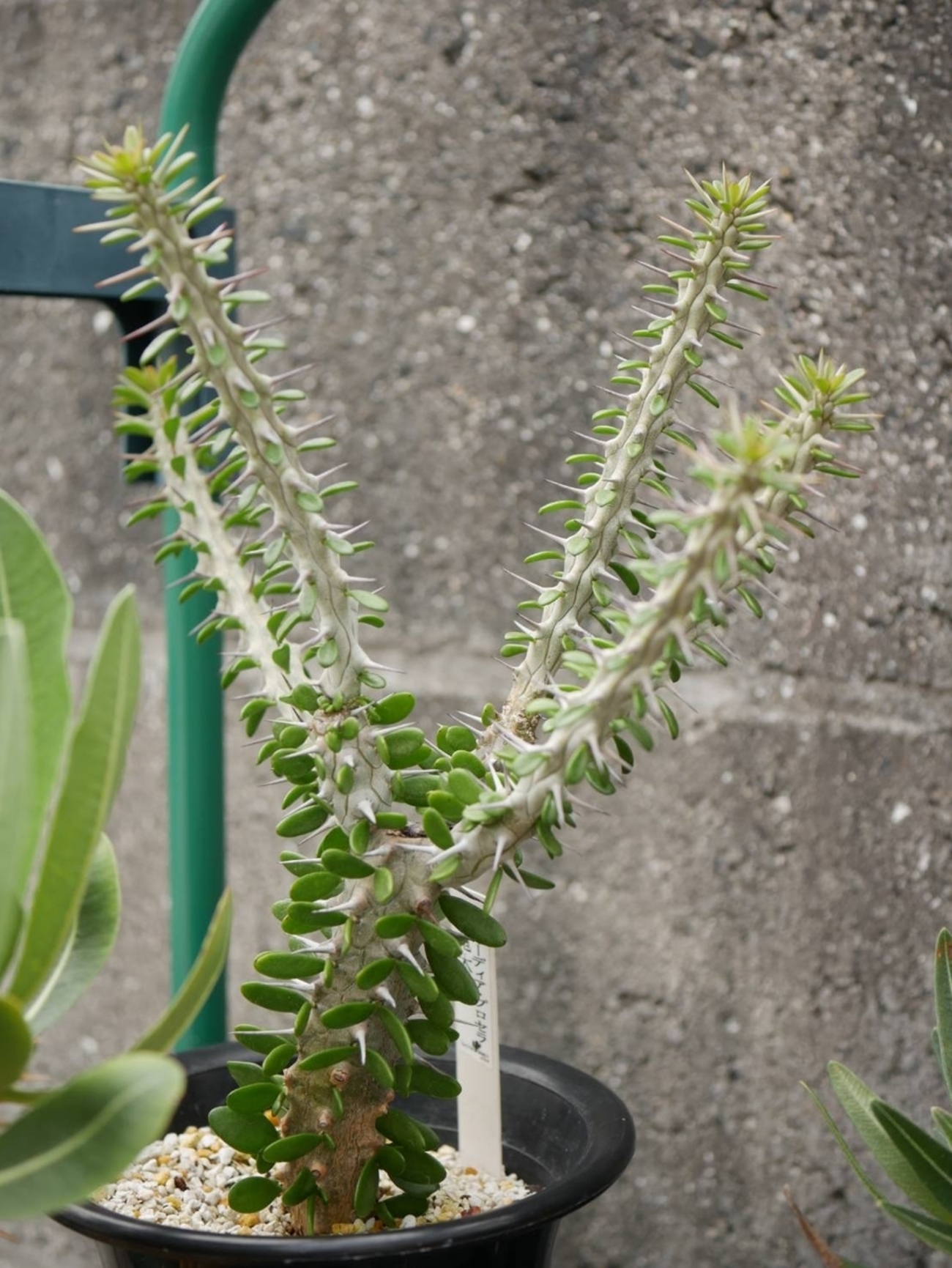 backend=imagemagick;version=1;