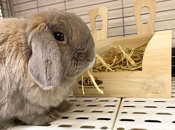 うさぎのトイレとは 人気 最新記事を集めました はてな