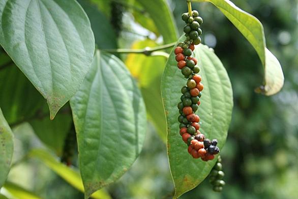 青胡椒とは 食の人気 最新記事を集めました はてな