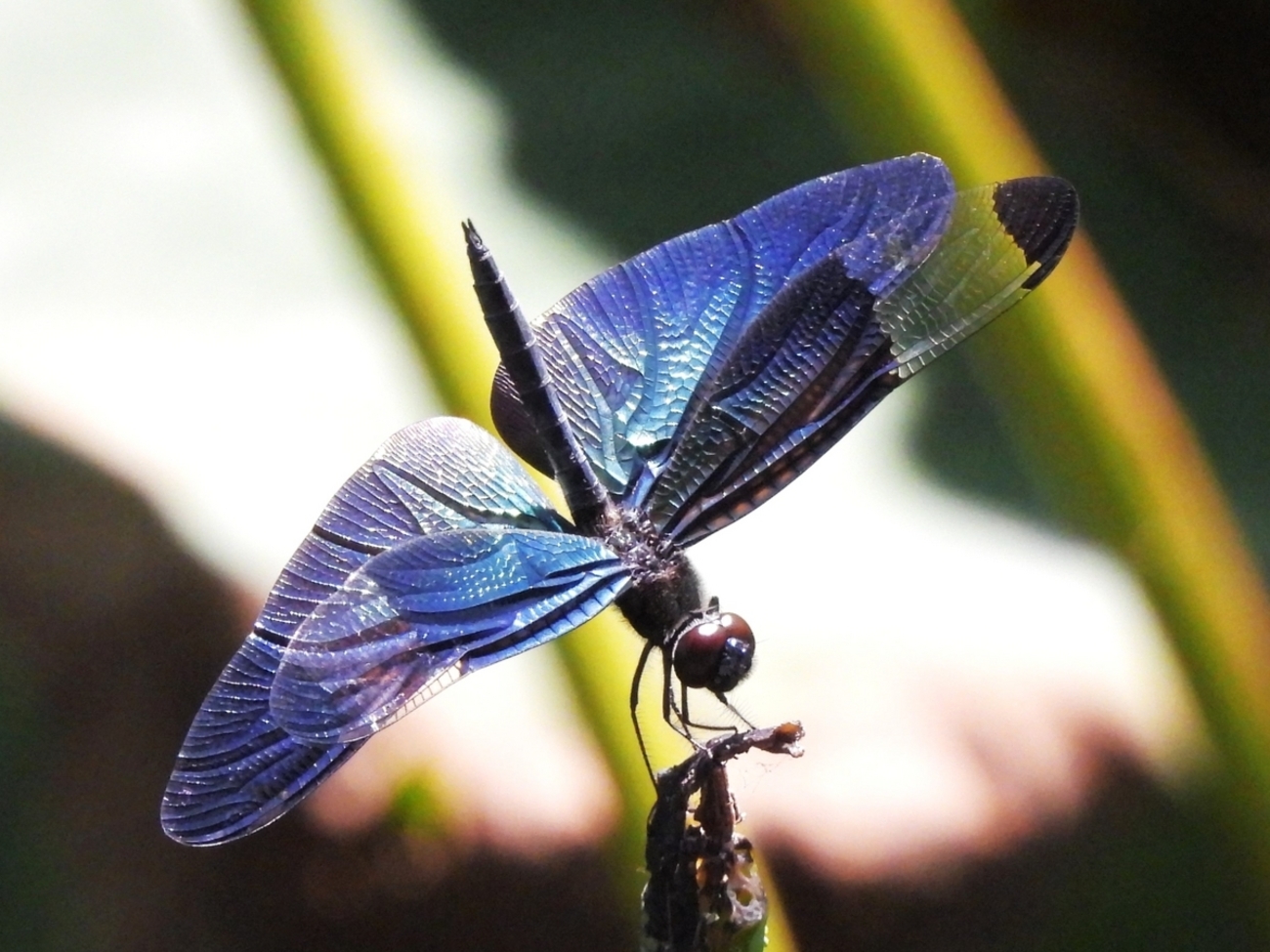 蓮の葉とトンボのリング - 自然の美しさをそのまま切り取った　R432 蓮の葉とトンボのリング - 自然の美しさをそのまま切り取った R432