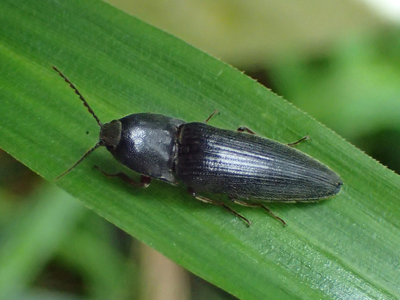 コメツキムシは甲虫の弱点を解決した昆虫！名前の由来にもなった 