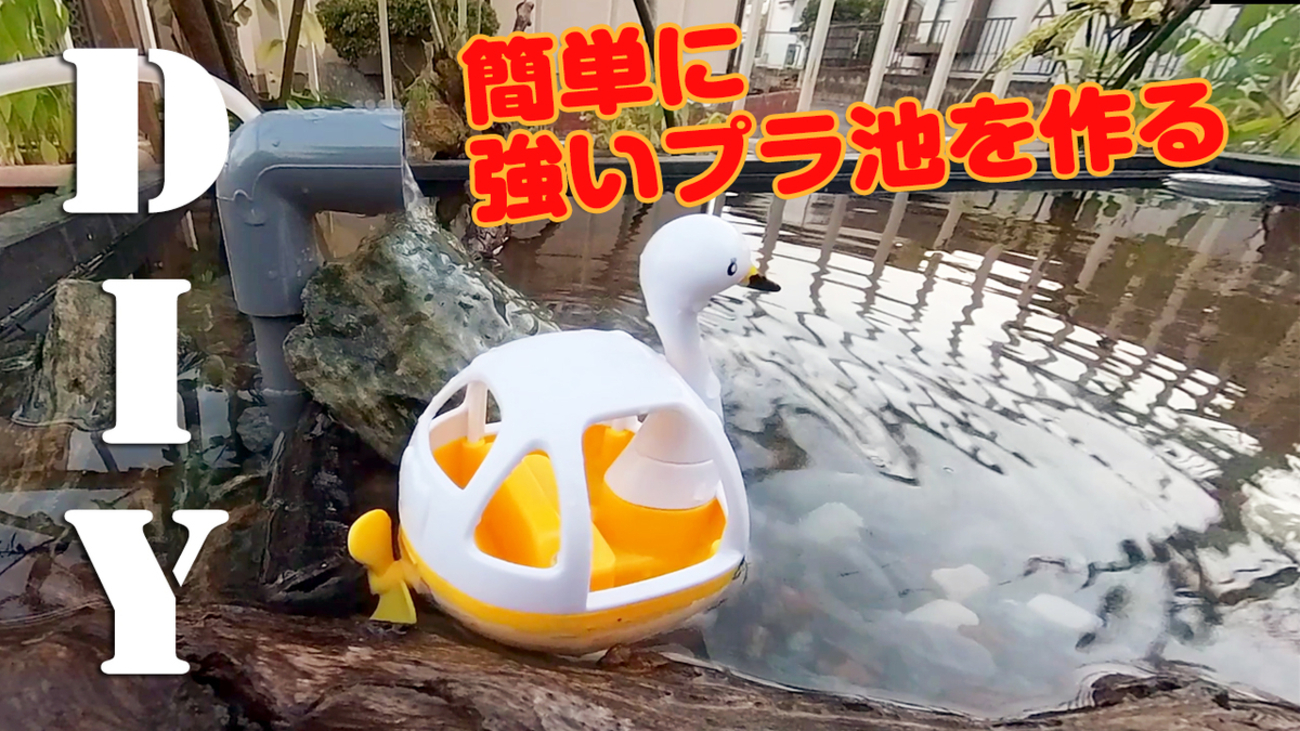 プラ舟で作る簡単なビオトープでメダカと水草が生き生きと育つ 