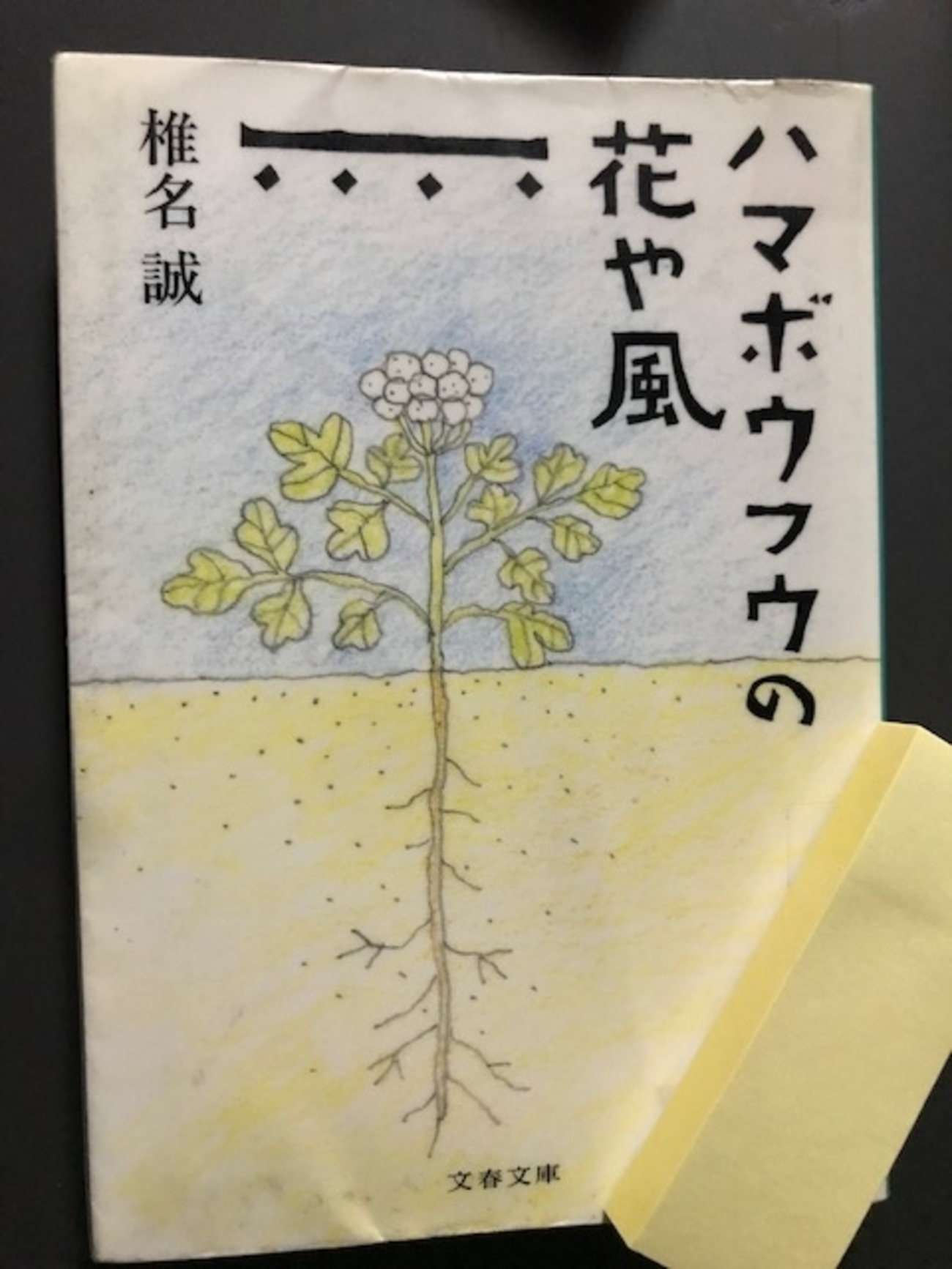 ハマボウフウの花や風 - Aの記