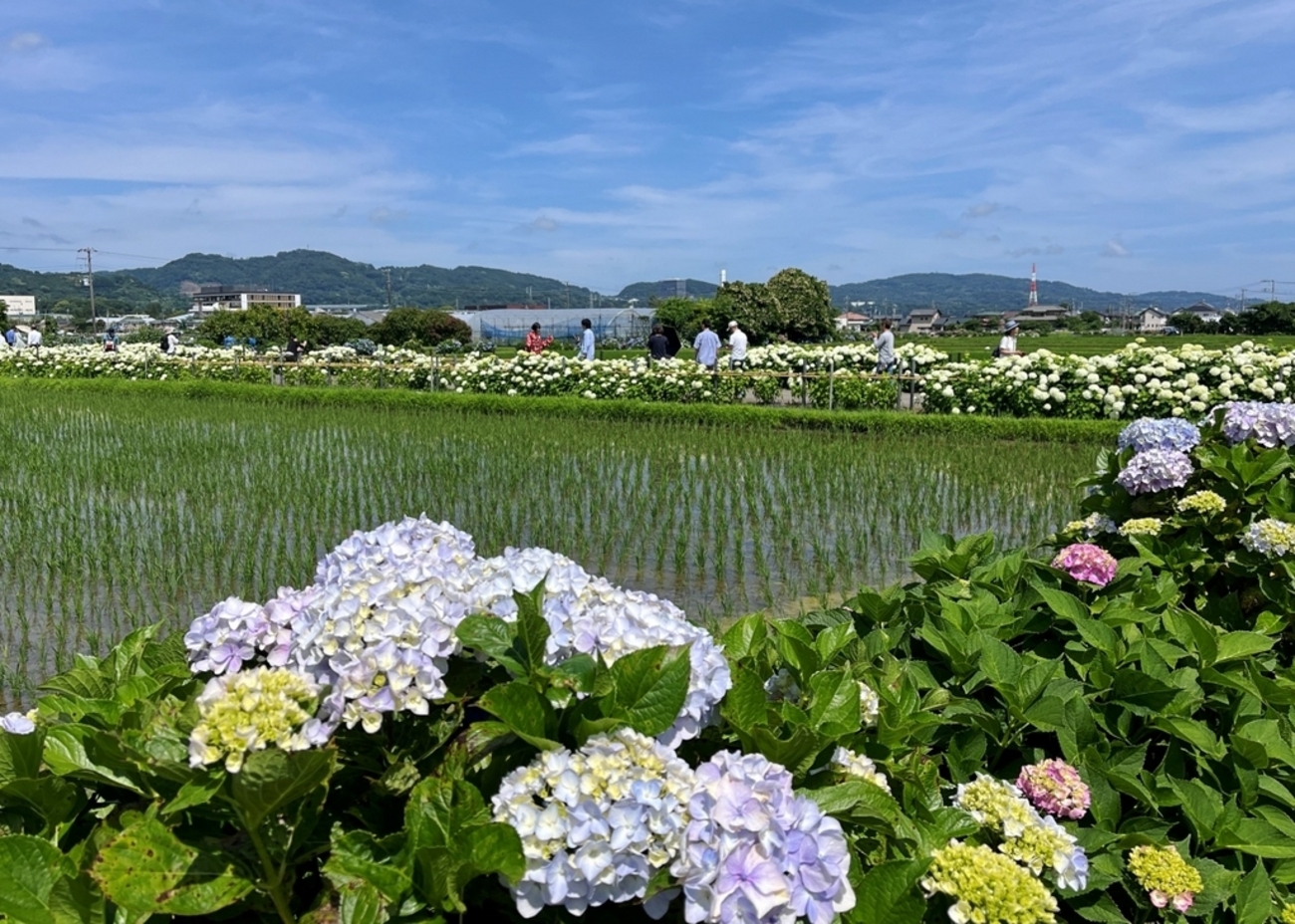 あじさいまつり中の「開成あじさいの里」を歩きまわってきました