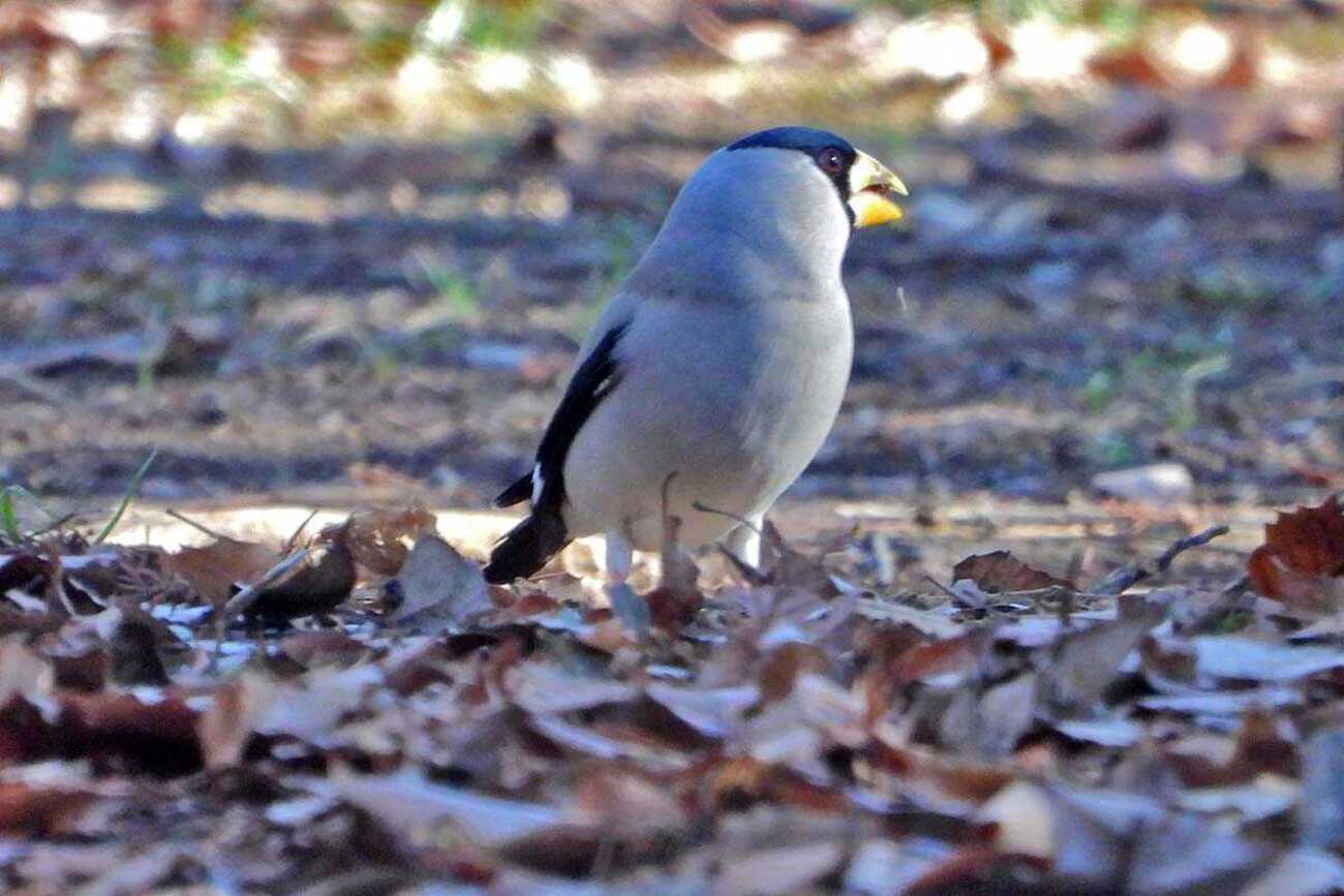 イカルと狢窪公園に期待 - kataroのつぶやき