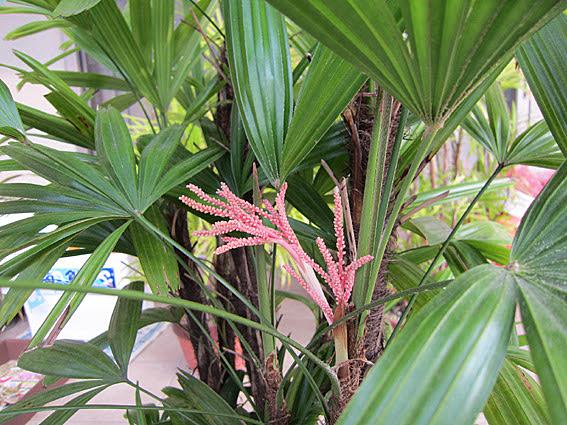 観音竹とは 動植物の人気 最新記事を集めました はてな