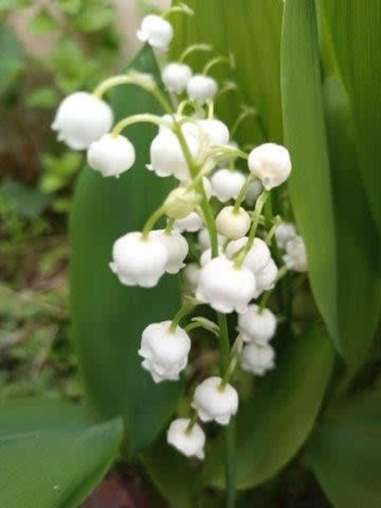 今年もすずらんの可憐な花が咲いた - 金沢暮らしの日々 ~ 努力は時々報われる