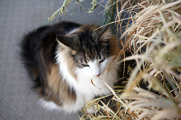 猫毛フェルトとは 一般の人気 最新記事を集めました はてな 猫毛フェルトとは 一般の人気 最新記事を集めました はてな