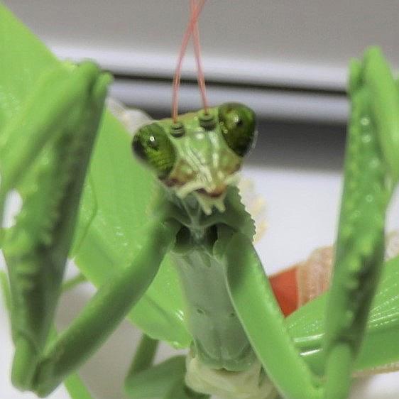 カマキリとは マンガの人気 最新記事を集めました はてな カマキリとは マンガの人気 最新記事を集めました はてな