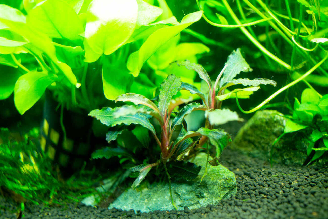 陰性水草]Toch 如何 週末値下げ中！様 確認用