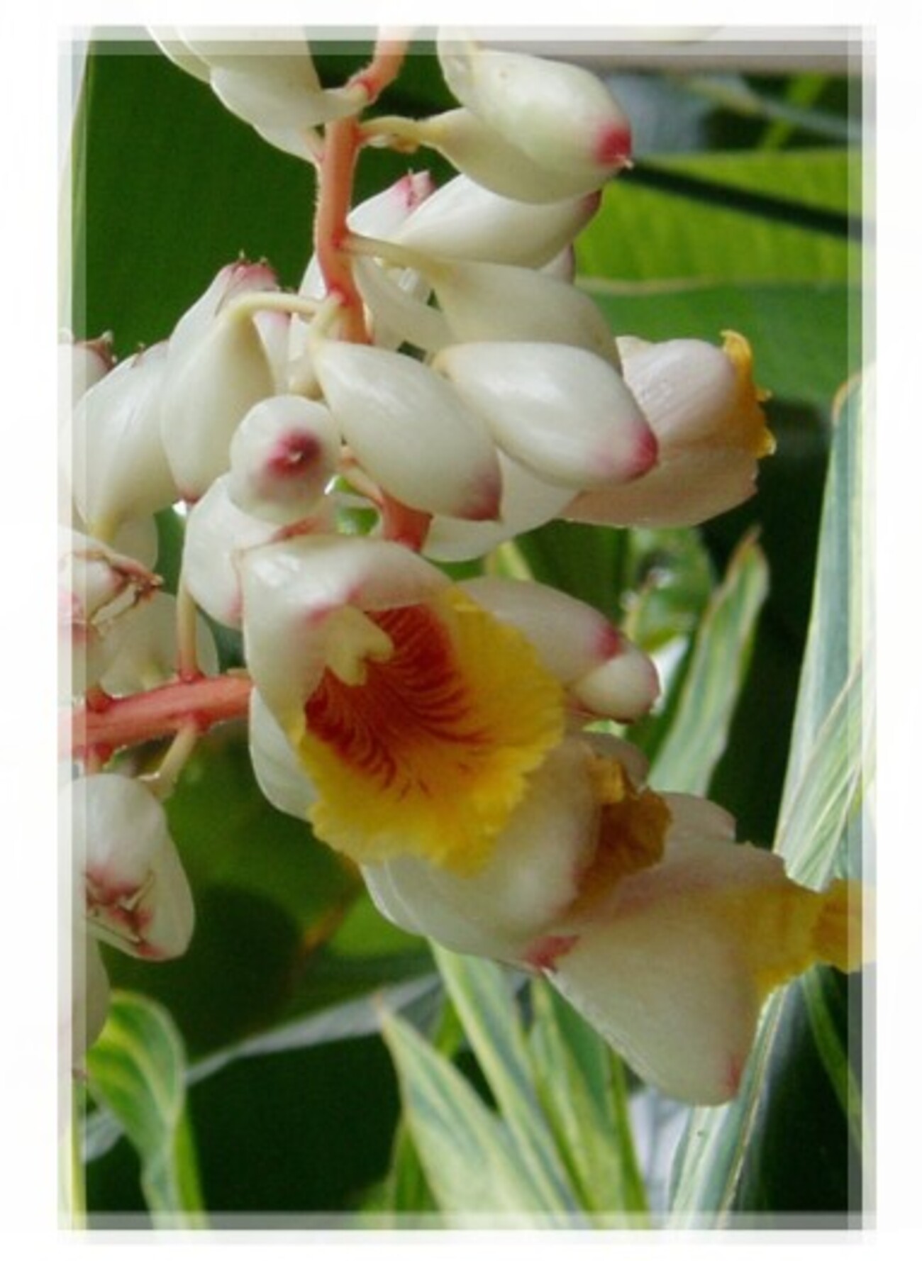 植物園で見たキフゲットウの花。黄色い斑入りの葉の月桃です。 - ずん 