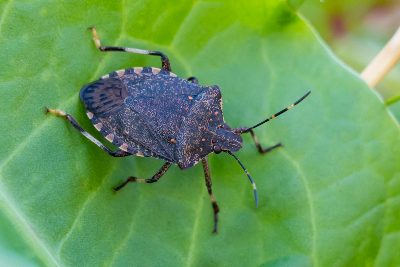 クサギカメムシ・・・強烈な臭いで人々を翻弄するTHEカメムシ - 昆虫散歩道