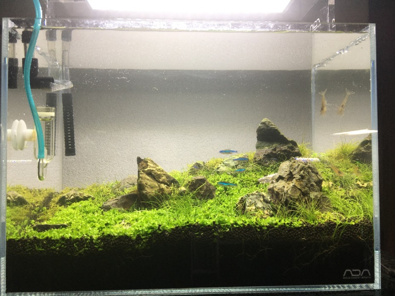 36cm水槽に小さな風山石を使ったレイアウトを作りました
