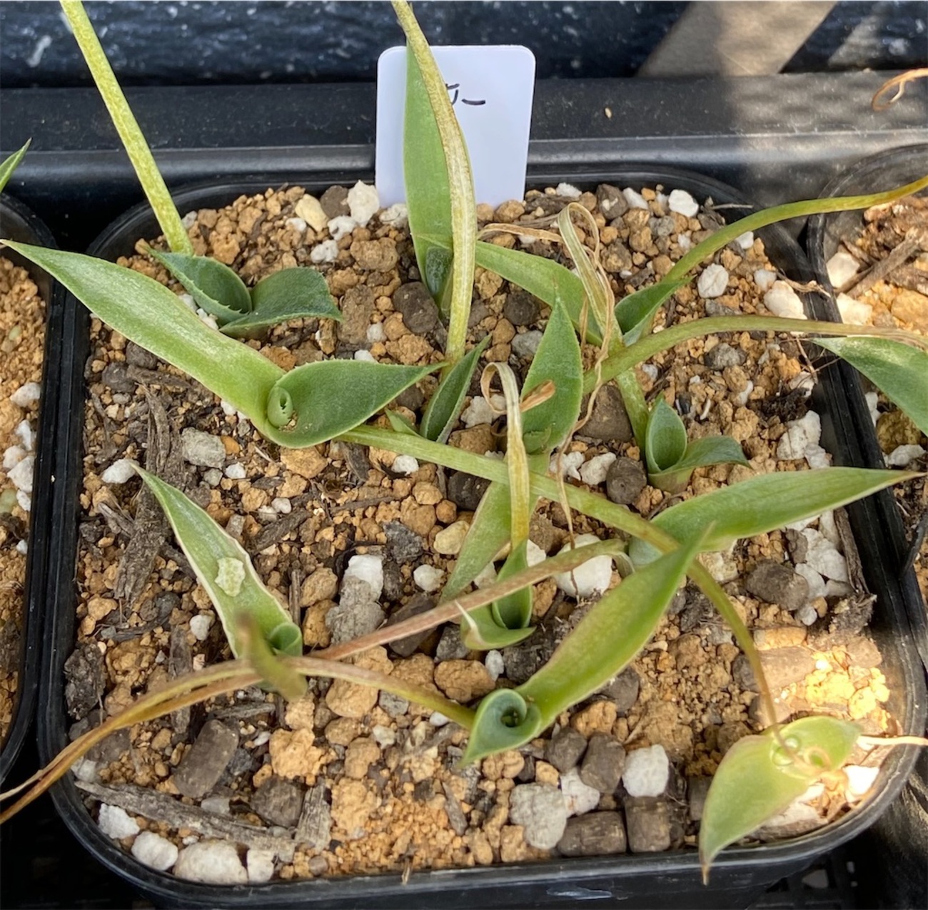 アガベ・ウェイクフィールド実生記録①(Agave parryi var 